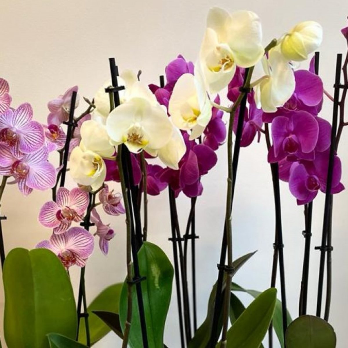 Orhidee phalaenopsis in ghiveci