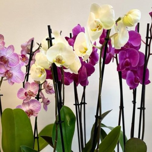 Orhidee phalaenopsis in ghiveci