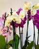 Orhidee phalaenopsis in ghiveci