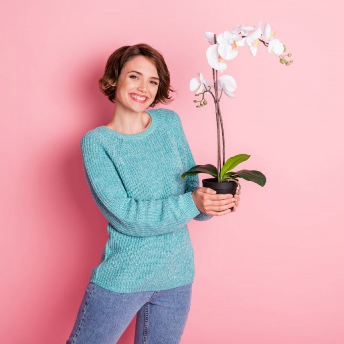 Orhidee phalaenopsis in ghiveci