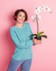 Orhidee phalaenopsis in ghiveci Orhidee phalaenopsis in ghiveci