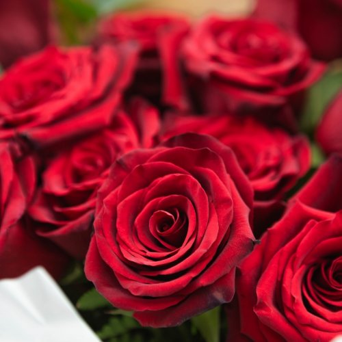 Buchet trandafiri Amor 15