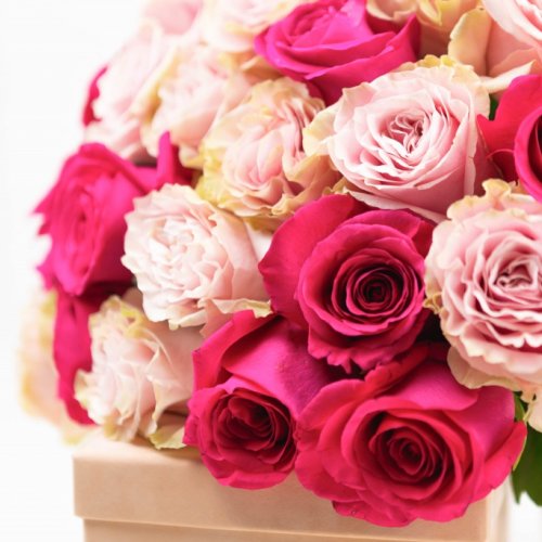 Buchet cu 25 trandafiri roz si fuchsia